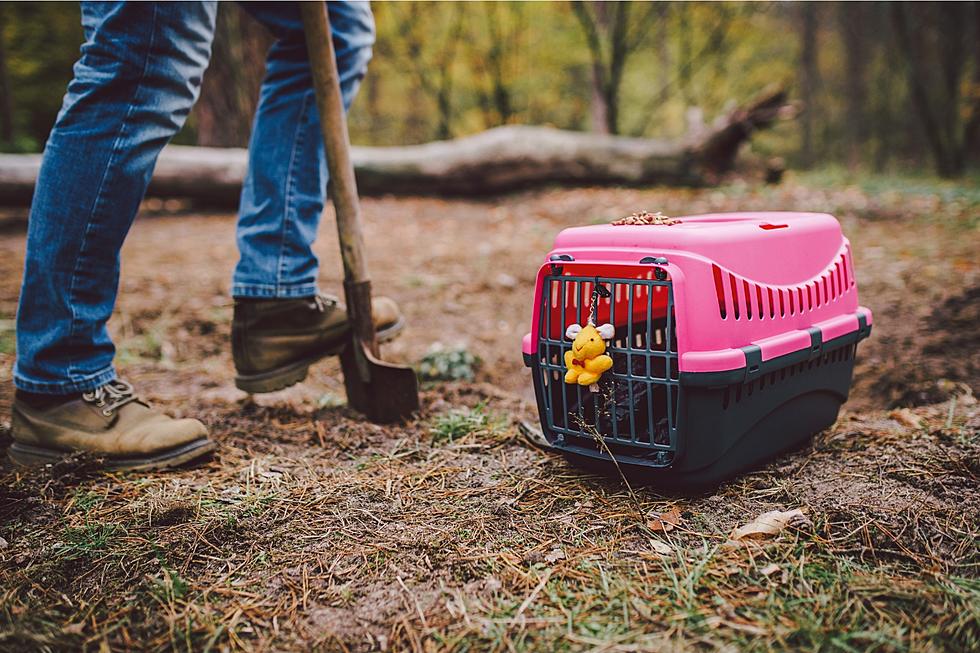 Can You Legally Bury Your Pets on Your Own Property in Idaho?