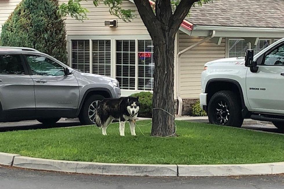 What Would You Do? Dog Chained to Tree at Twin Falls Restaurant