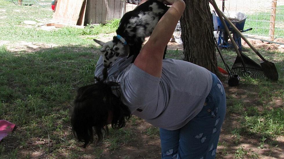 Yoga Meets The Farm: Goat Yoga Returns to Twin Falls Area in July