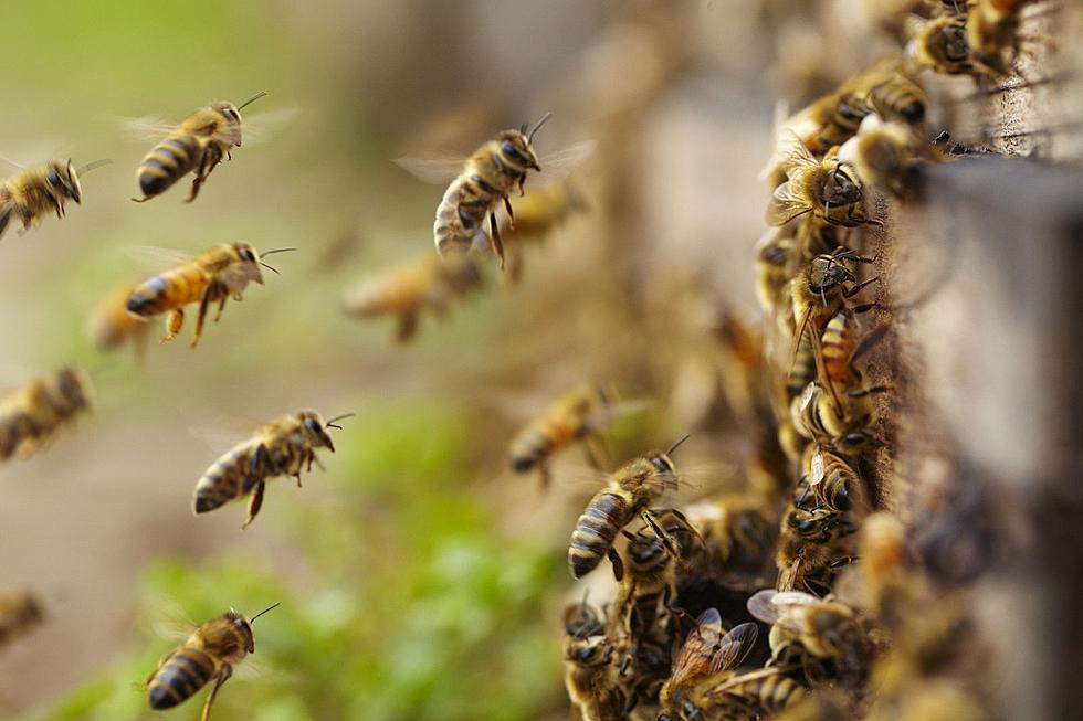 What Would You Do? Bees Take Over Magic Valley Car