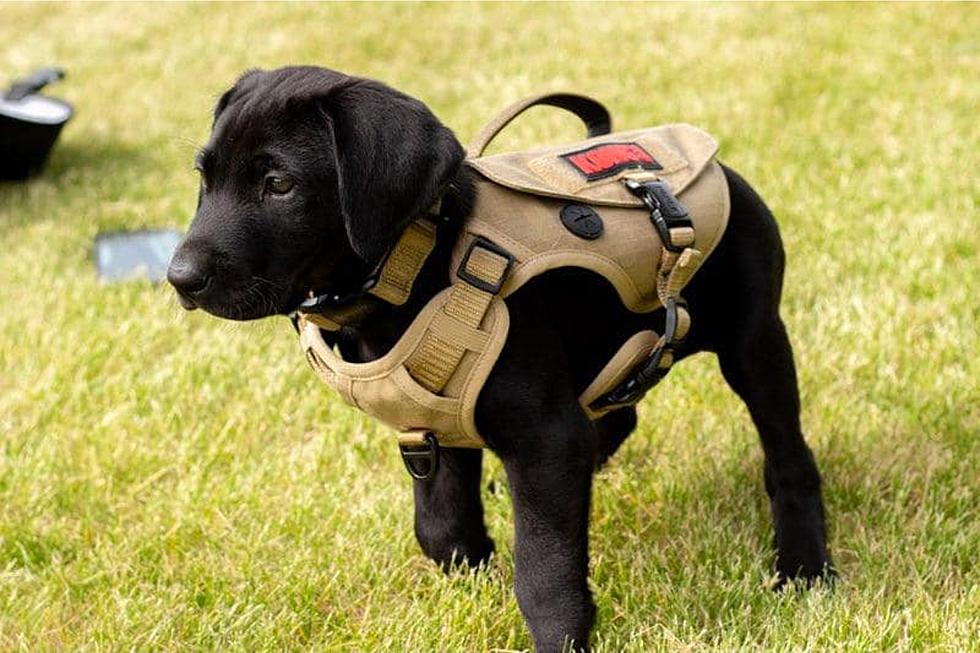 Adorable Overload: Look at This New Drug Detecting Police Puppy in Idaho