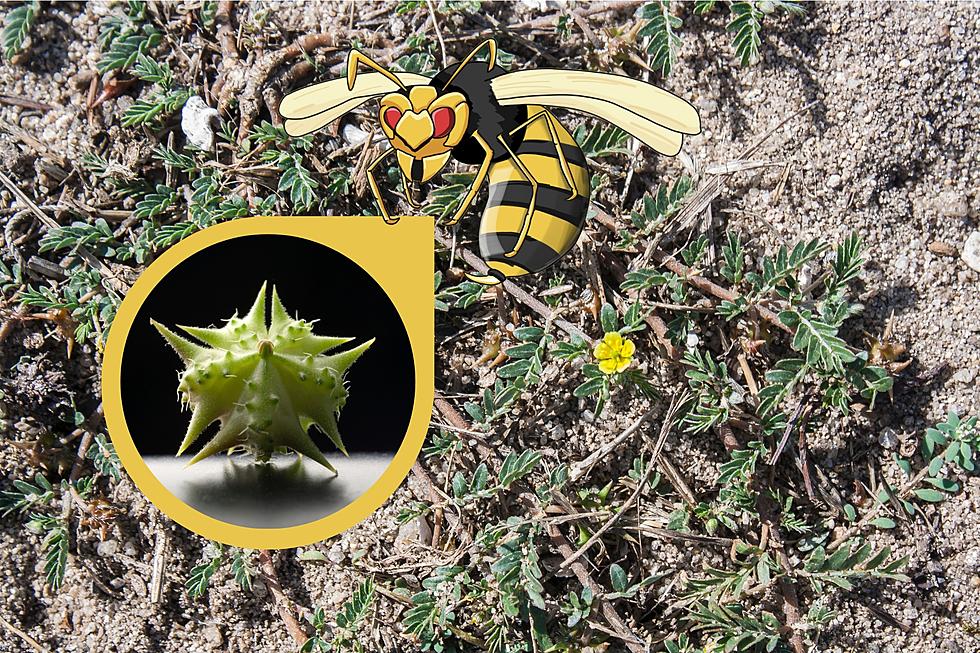 How Goathead Weeds are the Wasps of the Botanical Realm in Idaho