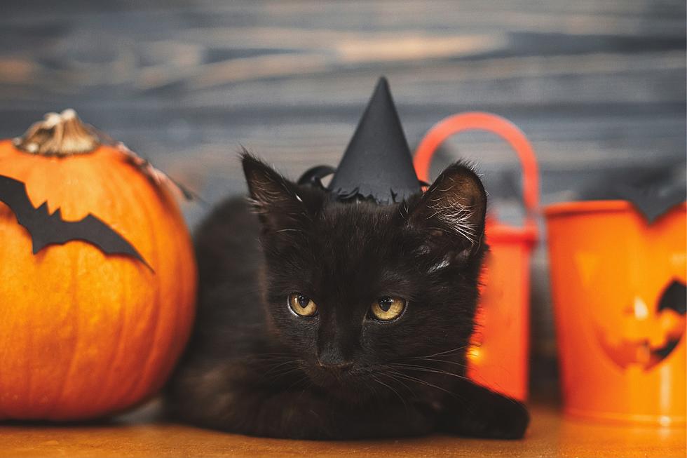 How to Keep Magic Valley Pets Safe and Happy for Halloween