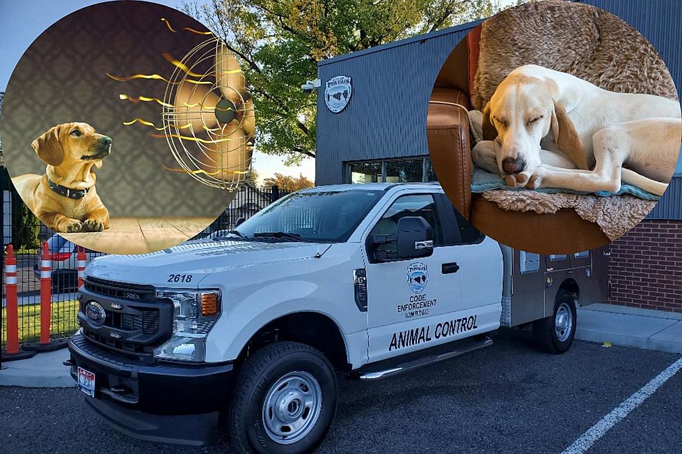 A New Twin Falls Ride Gets Pets to Shelter in Comfort