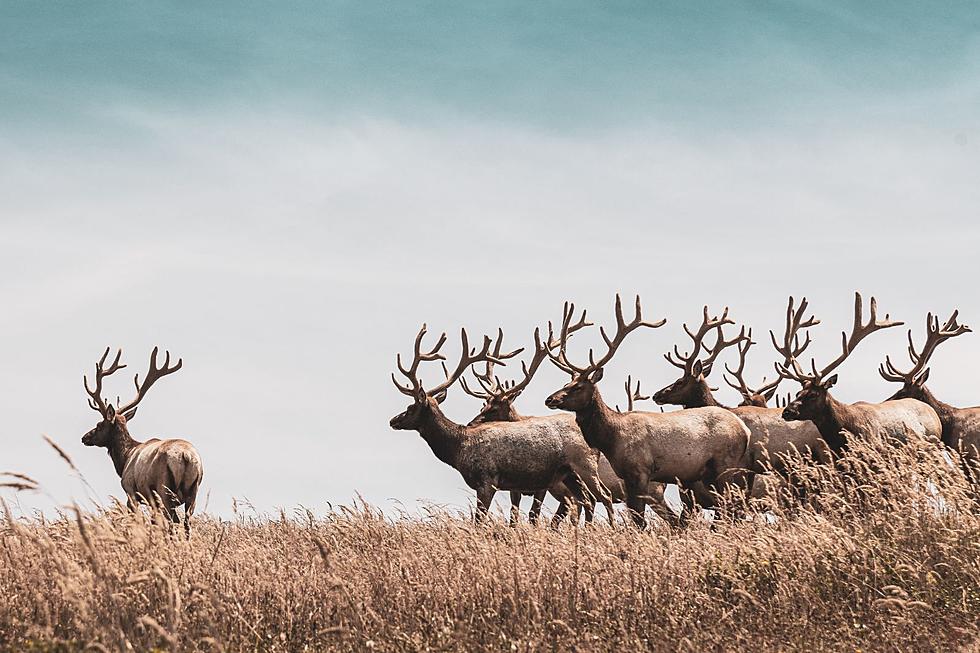 WATCH: Massive Herd Of Elk Invading Road West Of Idaho