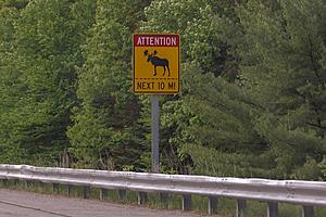 Why You are Likely to Hit a Moose This Winter in Idaho