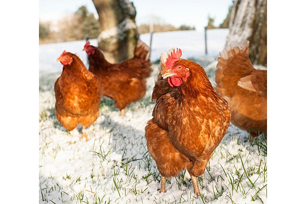 How to Keep Winter Eggs Coming in Idaho