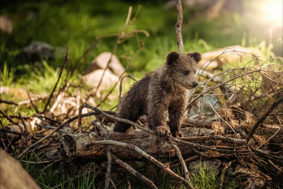 Enjoy a Fun Time With Baby Animals South of Idaho this Spring