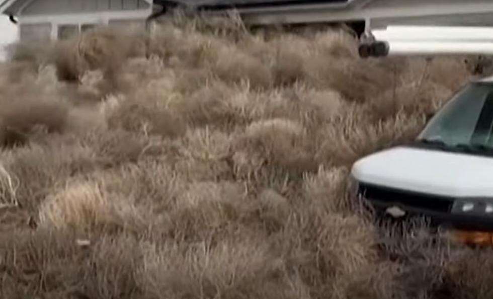 WATCH: Utah Neighborhood Engulfed by Tumbleweeds