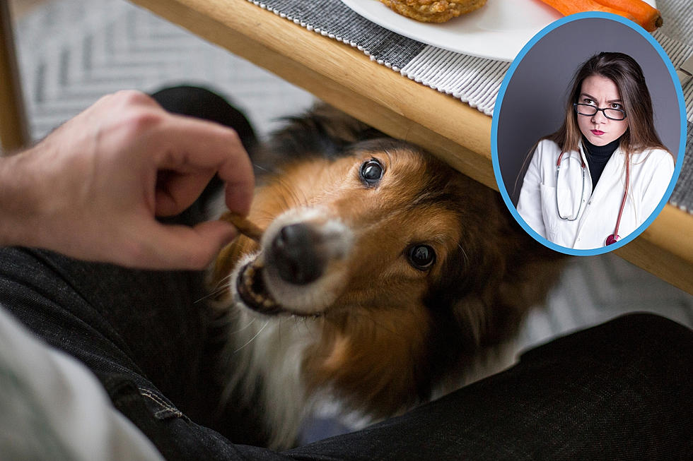 CA Dog Doctors Won’t Get Mad If You Feed Fido These 11 Human Foods