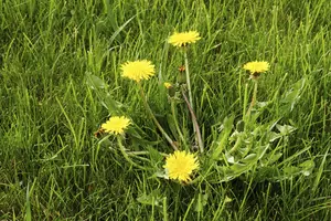 What Would You Do? Neighbor’s Yard Needs Some Help in Idaho