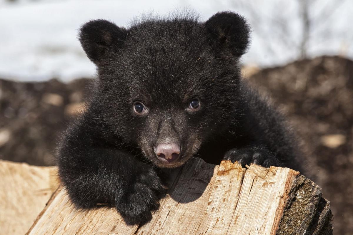 What would you do if you saw a baby bear in Idaho?