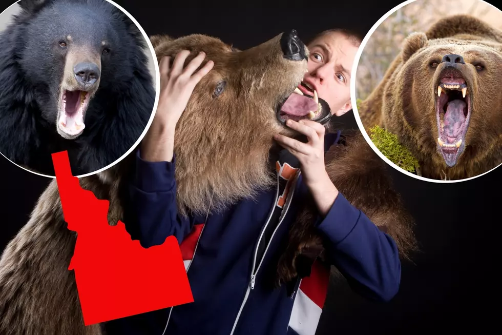 Hunger Games: Odds of Being Mauled by a Bear in Idaho