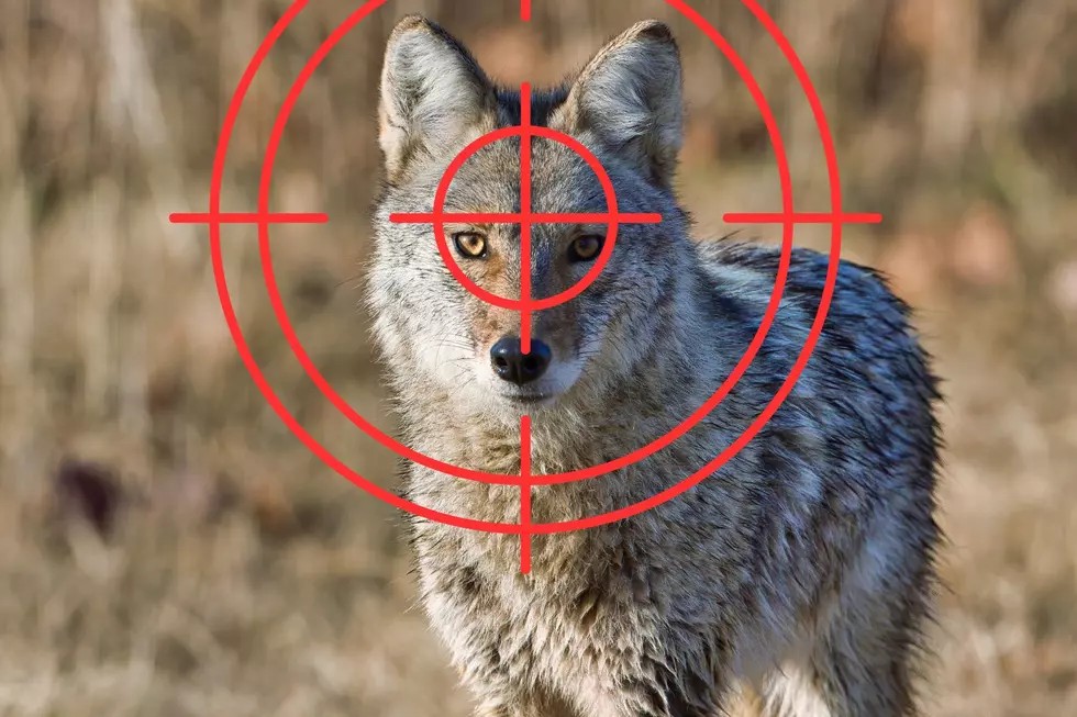 Vermin Hunting in Idaho: Do You Need a License?