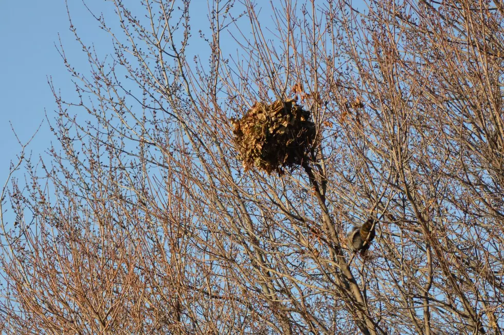 Ball of Leaves Hidden in Your Trees Are Not What You Think in ID, WA, and UT