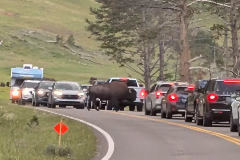 Yellowstone National Park bison causes traffic jam on July 18, 2026 Credit: Greg Jannetta