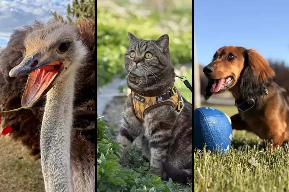 WINNERS ANNOUNCED: 2026 Idaho Summer Pet Photo Contest