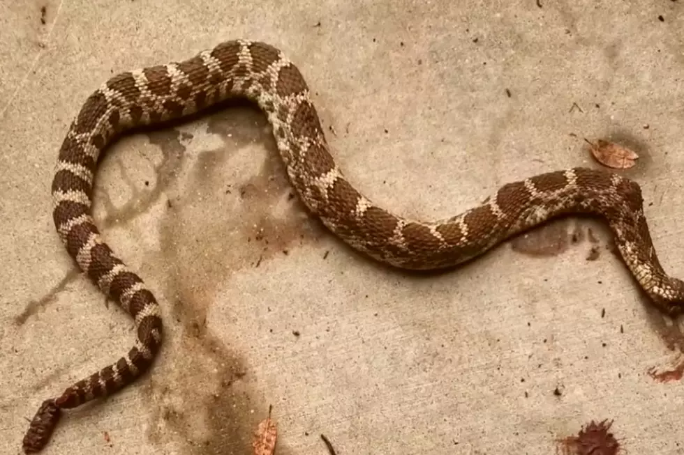 Rattlesnake Credit: YouTube; KRCR News 7