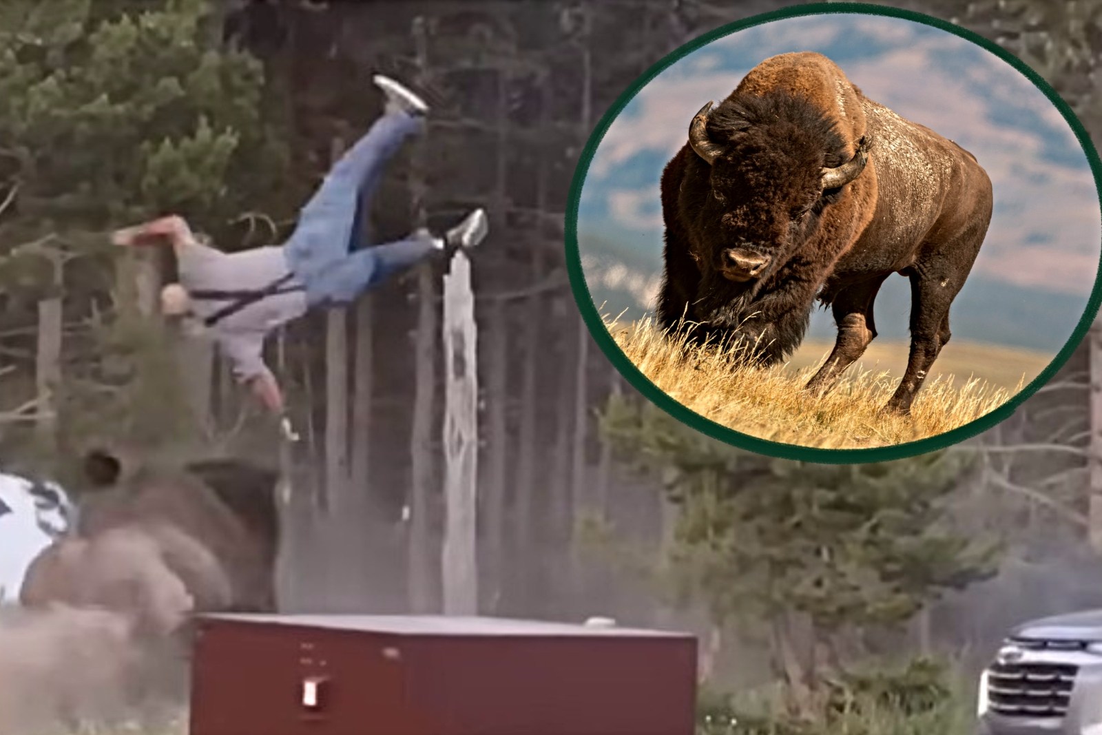 WATCH: Elderly Man Recovering From Yellowstone Park Bison Attack