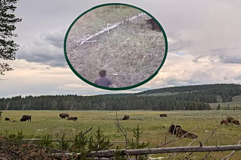 WATCH: Yellowstone National Park Tourist Charges Bear, Gets Chased