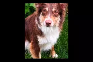 Twin Falls Dog Missing Since Aug 25 Near DMV, Reward Offered