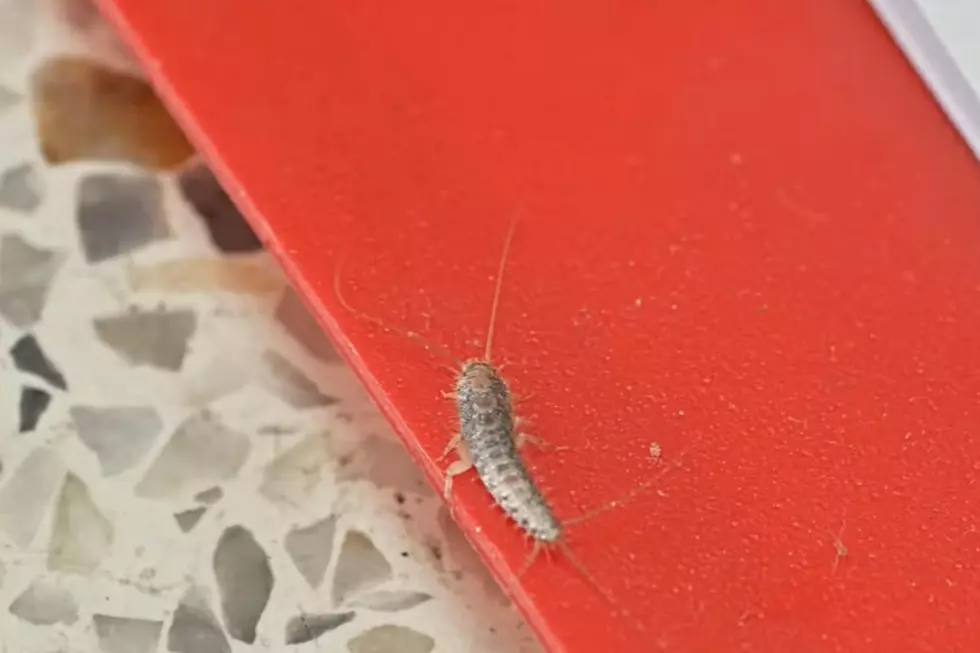 Silverfish are gross Credit: YouTube