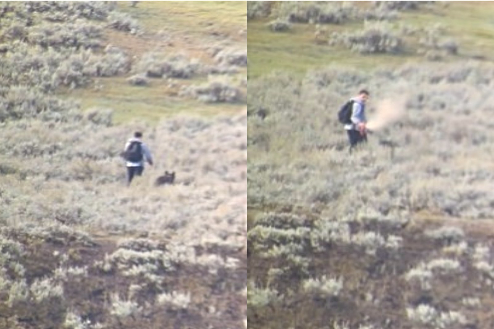 WATCH: Yellowstone Park Visitor Sprays Stalking Wolf In Face