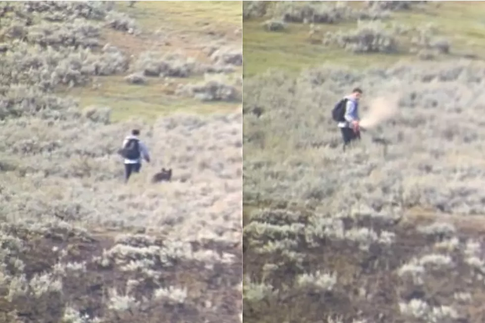 WATCH: Yellowstone Park Visitor Sprays Stalking Wolf In Face