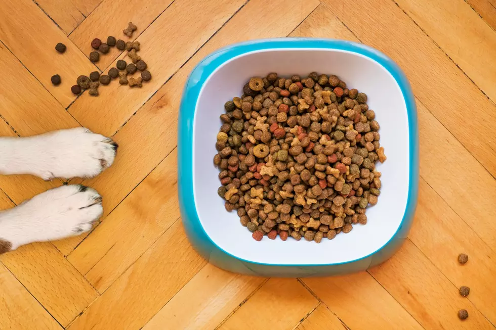 RECALL: Cat, Dog Food Sold In Idaho May Contain 2 Bacteria Types