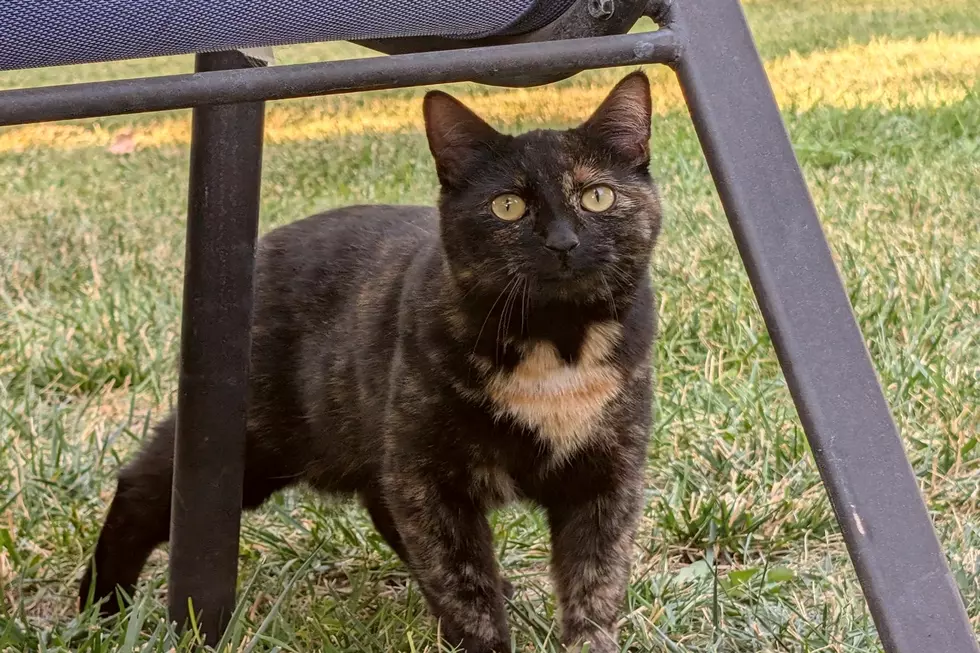 'Remy" has become one of my family's adopted Twin Falls cats Credit: Greg Jannetta
