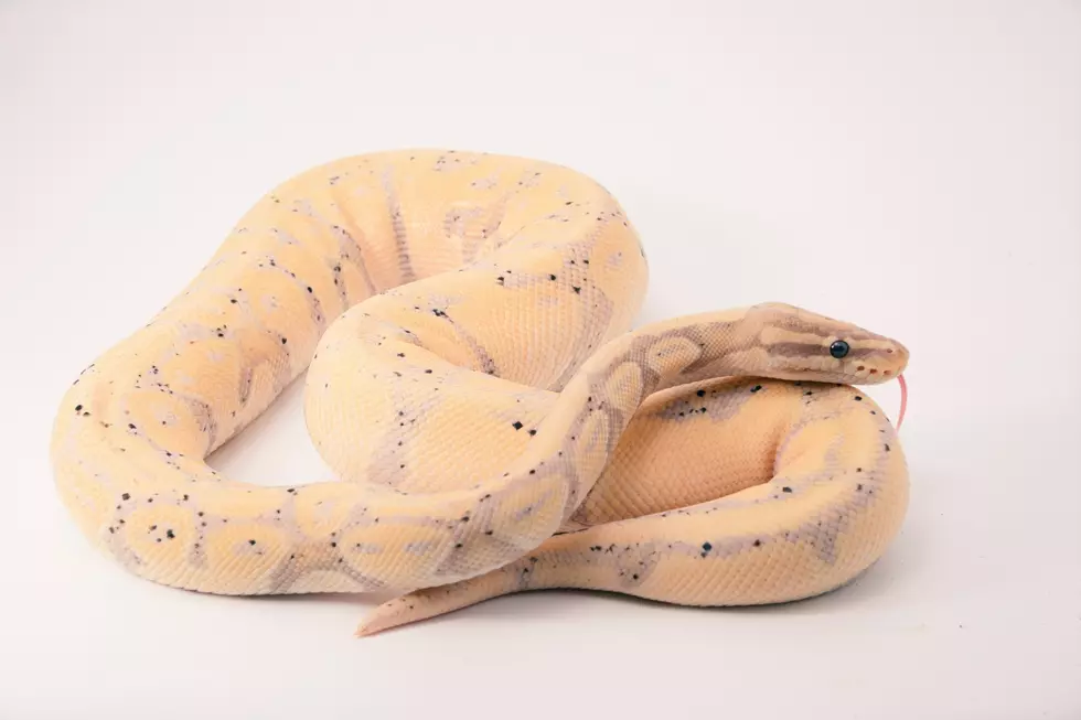 Idaho Craigslist Gold: Snake Owner Wants To Rehome 3 Ball Pythons