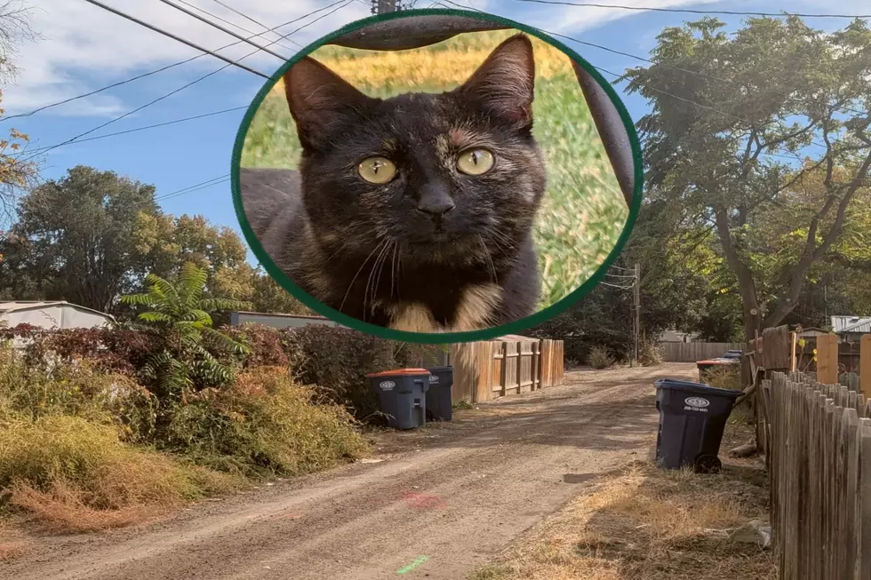 Opinion: South Idaho Has A Cat Crisis: A Top Stray State 