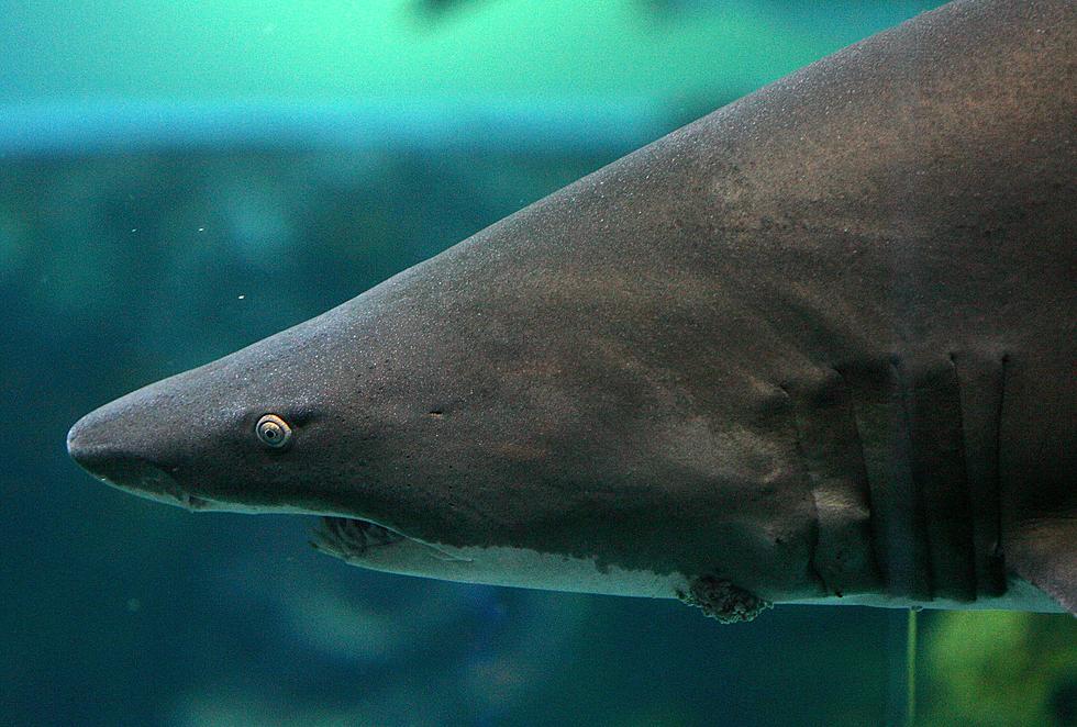 It’s Shark Week – Where Can You See Them In Person