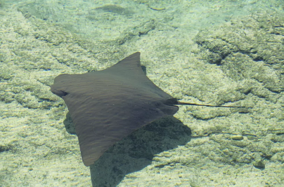 Have You Seen Cownose Rays Swimming Around The Jersey Shore?