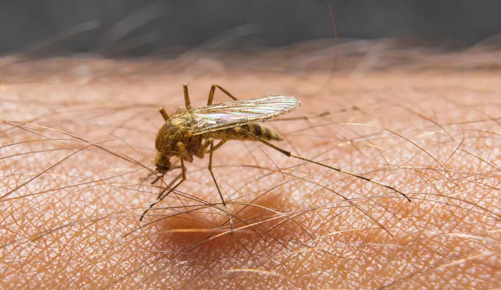 West Nile Virus Confirmed in New Jersey