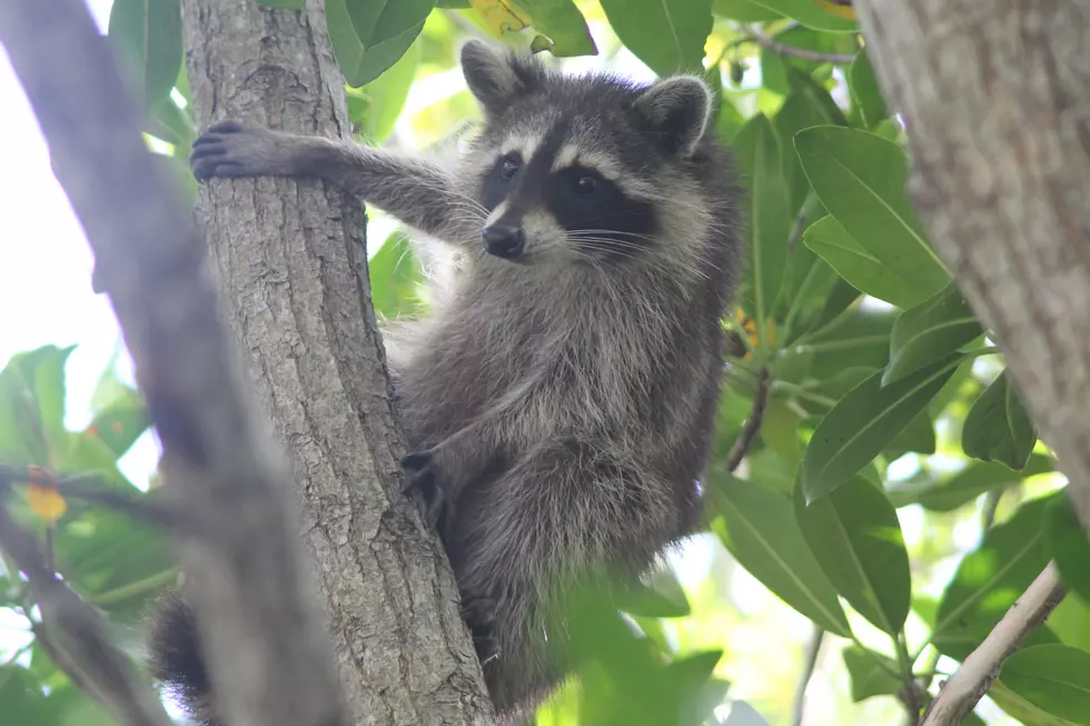 This Raccoon Scaled A New Jersey High Rise
