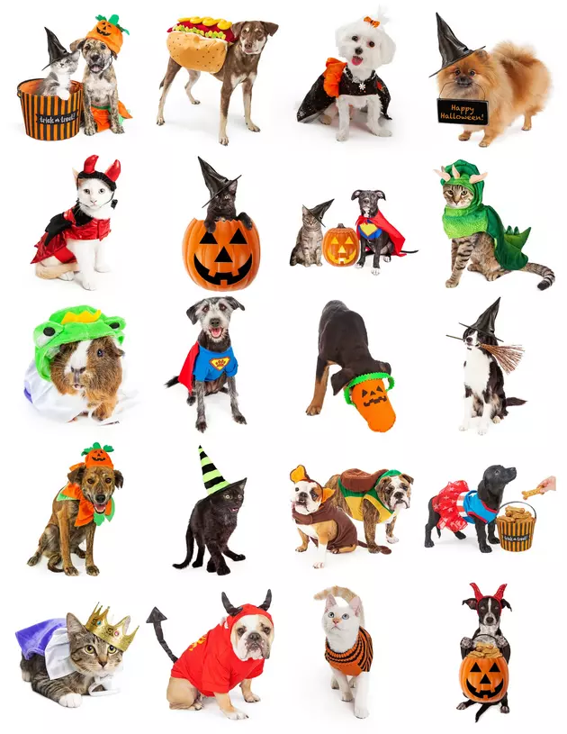 94.5 PST's Pet Halloween Costume Contest
