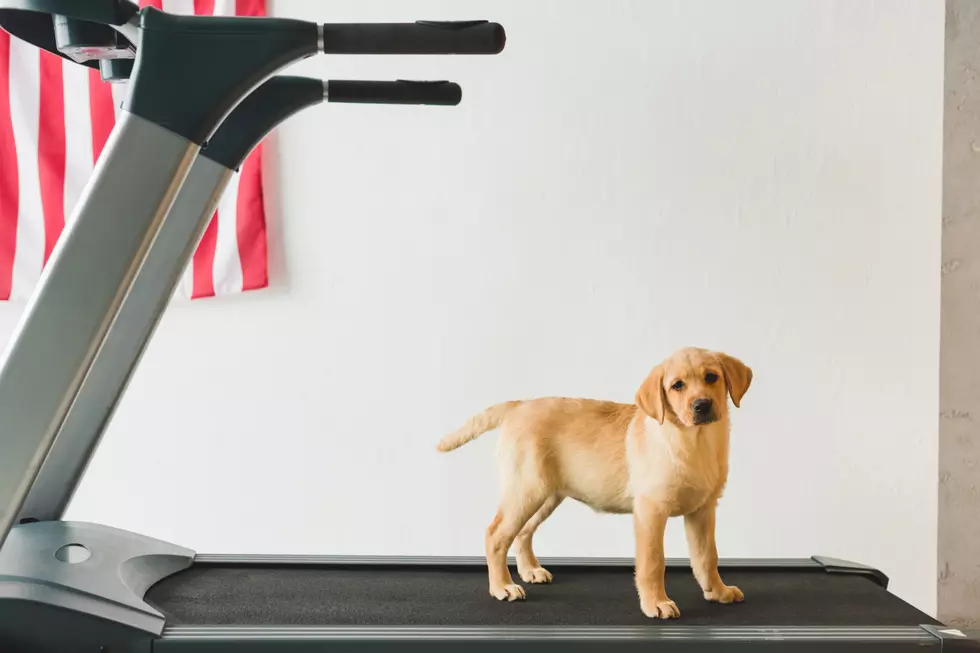 You Can Take Workout Classes With Your Dog
