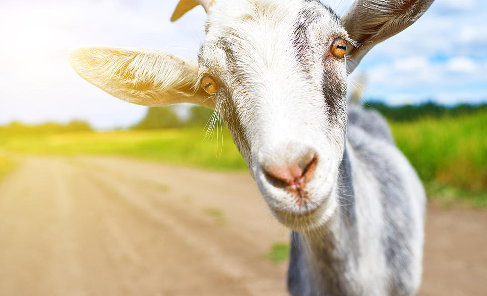 Goat Yoga Has Arrived in Hillsborough