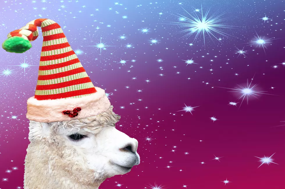 Too Good to be True – Alpacas in Cape May Dressed-up for Christmas