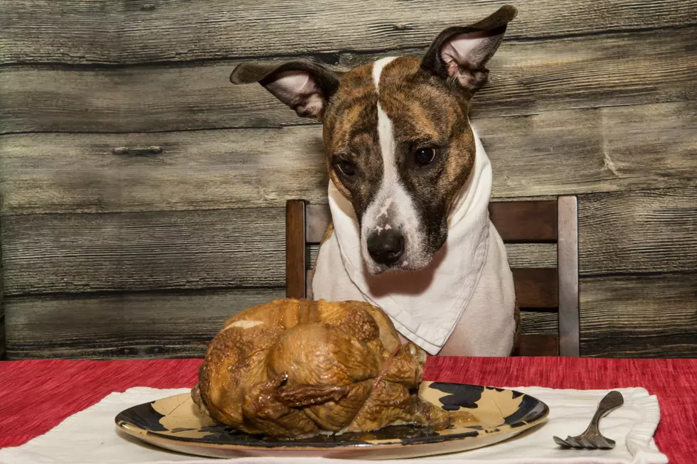 Don’t Give Your Dogs These Foods on Thanksgiving