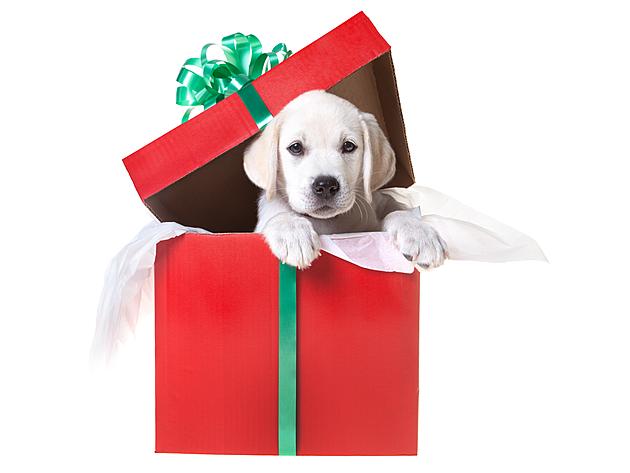 Tips On Adopting A Puppy For The Holidays