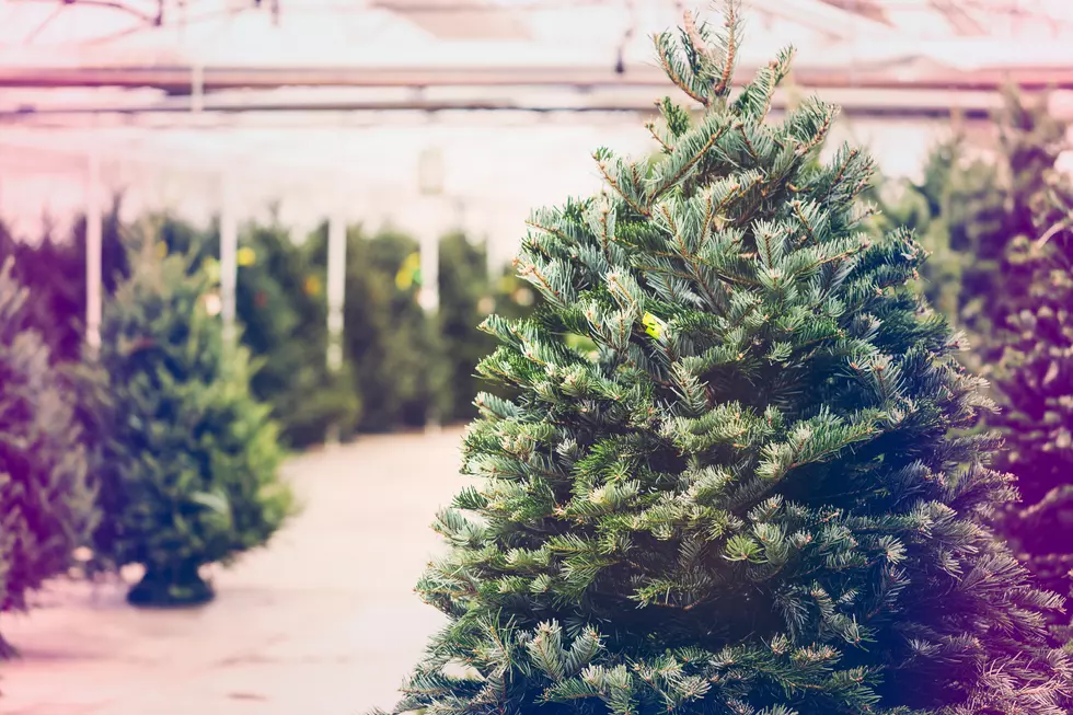If You Live In Bucks County, Here’s Why You Should Buy Your Christmas Tree In Jersey