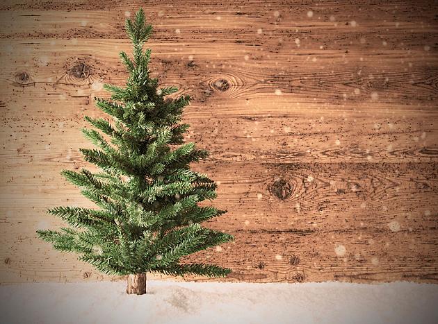 Where Do The Un-Purchased Trees Go After Christmas?