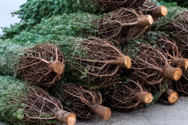 Yardley Announces Date of Christmas Tree Recycling