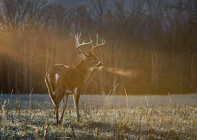 Princeton Applies for Deer Hunting Permit
