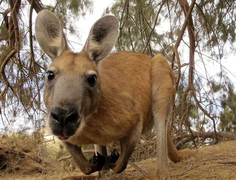 Bucks County Woman Arrested After She Tried to Steal a Kangaroo