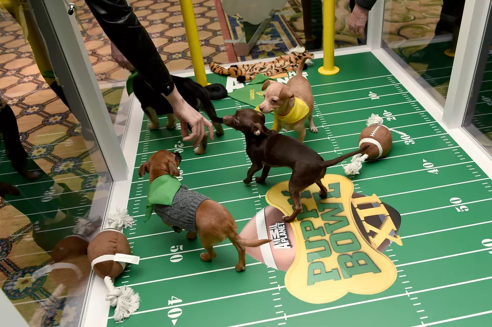 Puppy Bowl 2019 Will Be Starting Two Eagles Players
