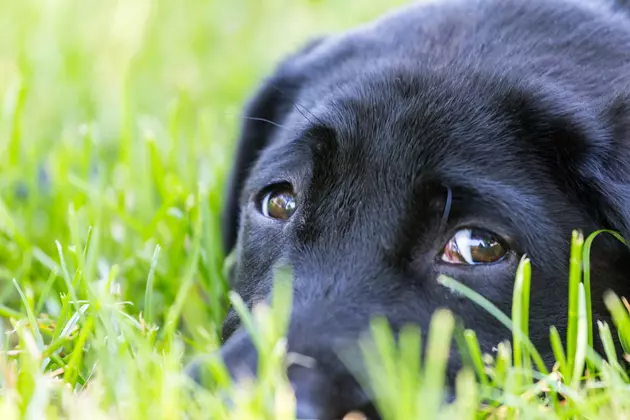 These Mercer County Pets Need A New Year&#8217;s Miracle