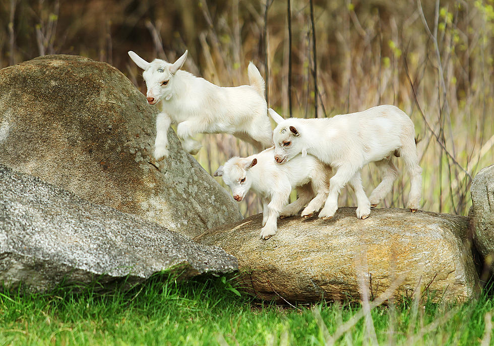 Spend St. Patrick’s Day With Baby Goats At River Horse Brewery
